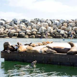 King Harbor Sea Lions