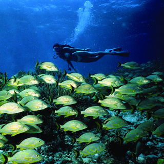 Little Palm Scuba Diving