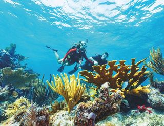 Two scuba divers exploring a colorful coral reef, surrounded by various coral formations and small fish in clear blue water, with light patterns on the surface.