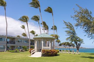 Maui Beach Hotel Palm Trees
