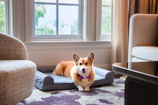 A Pembroke Welsh Corgi wearing a purple bow tie lying on a grey dog bed in front of a window, with a chair and coffee table in the foreground.