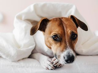 Dog on a bed wrapped in a comforter.