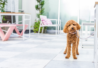 A small brown poodle mix stands on a patio, looking directly at the camera.