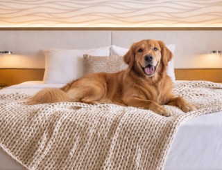 Dog on bed